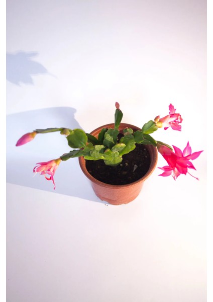 Schlumbergera Pembe Çiçek Açan Yılbaşı Çiçeği Sukulent Bitki 8 cm Orta Boy Saksı fiyatları