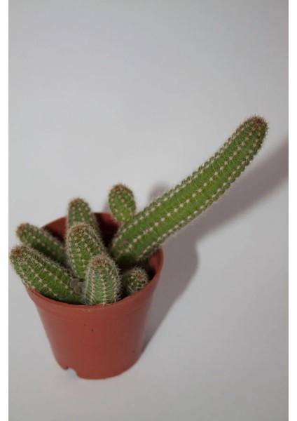 Yılan Kaktüs - Chamaecereus Silvestrii Tekli 5.5 cm Saksıda