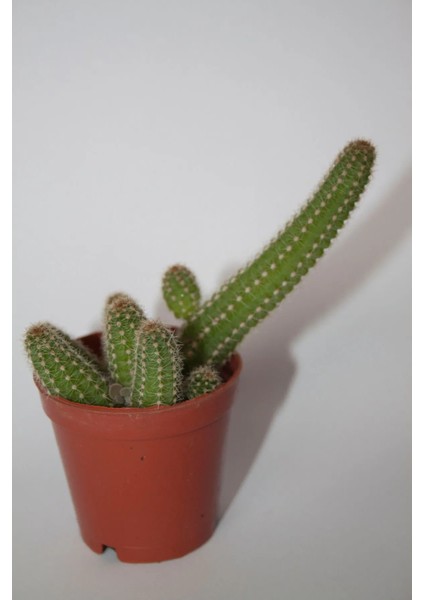 Yılan Kaktüs - Chamaecereus Silvestrii Tekli 5.5 cm Saksıda