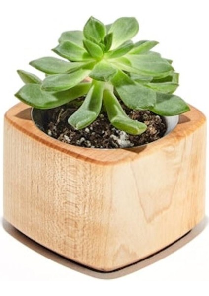 Grovemade Masaüstü Mini Çiçeklik - Meşe