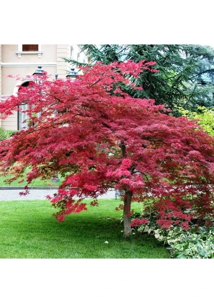 Kırmızı Yapraklı Japon Akçaağaç Acer Palmatum Atropurpureum 3 Ade