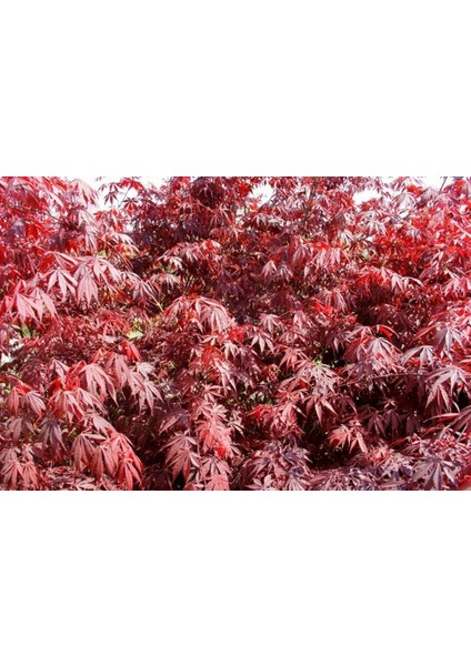 Kırmızı Yapraklı Japon Akçaağaç Acer Palmatum Atropurpureum 3 Ade