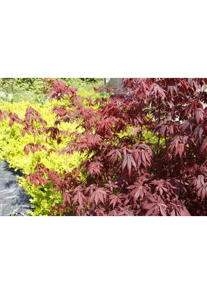 Kırmızı Yapraklı Japon Akçaağaç Acer Palmatum Atropurpureum 3 Ade