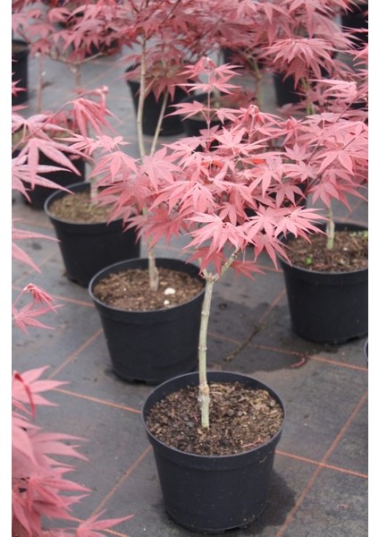 Kırmızı Yapraklı Japon Akçaağaç Acer Palmatum Atropurpureum 3 Ade