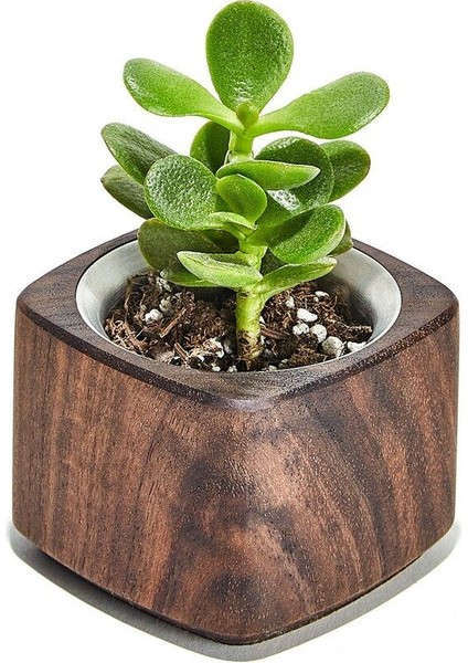 Grovemade Masaüstü Mini Çiçeklik - Ceviz
