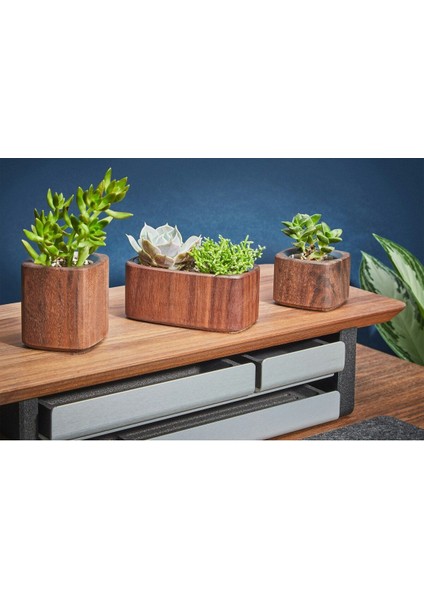 Grovemade Masaüstü Mini Çiçeklik - Ceviz modelleri