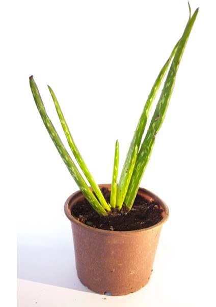 Aloe Vera Bitkisi Tıbbi Sarısabır Cilt Için Uygun Jel Aleovera 8 cm Orta Boy Saksıda