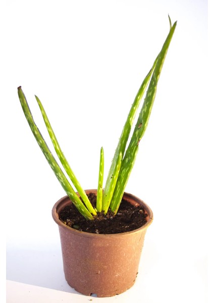 Aloe Vera Bitkisi Tıbbi Sarısabır Cilt Için Uygun Jel Aleovera 8 cm Orta Boy Saksıda fiyatları