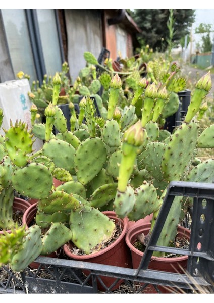 Kaynana Dili Hint Inciri Kaktüs 8 cm Orta Boy Saksıda fırsatları