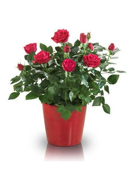 Yediveren Saksılı Kırmızı Gül –20-30cm