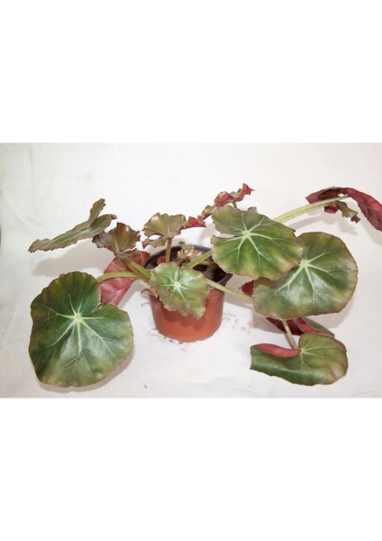 Paşa Çadırı Begonia Erythrophylla Sukulent Orta Boy Saksı 8,0 cm Saksıda