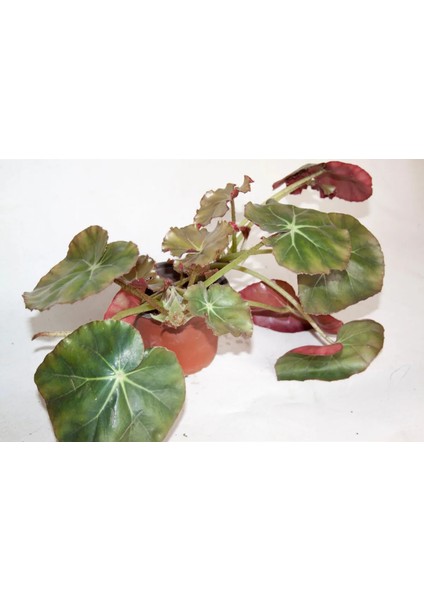Paşa Çadırı Begonia Erythrophylla Sukulent Orta Boy Saksı 8,0 cm Saksıda