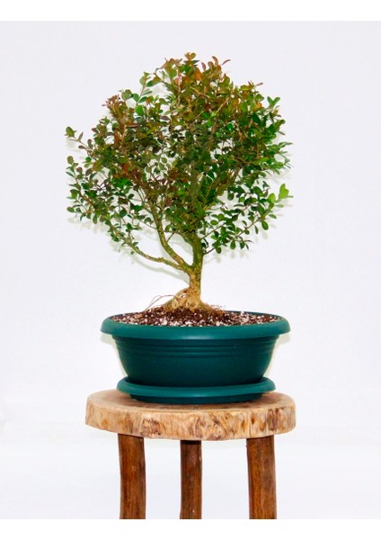 BONSAİ BUXUS - 7 YAŞINDA HEDİYELİK BONSAİ