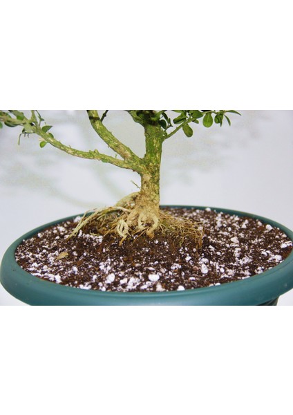 BONSAİ BUXUS - 7 YAŞINDA HEDİYELİK BONSAİ
