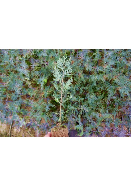 Yeşil Mazı Fidanı 20 Adet - Çit Bitkisi ( Thuja Orientalis )