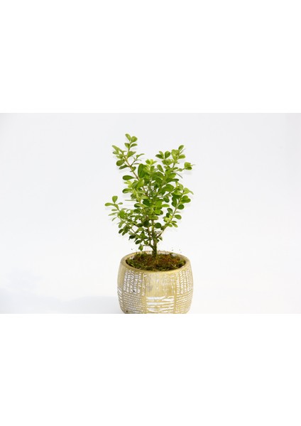 Bonsai Buxus - Hediyelik Arkaik Saksıda