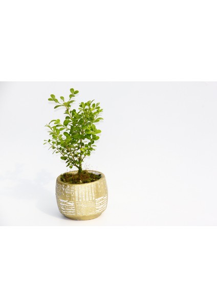 Bonsai Buxus - Hediyelik Arkaik Saksıda