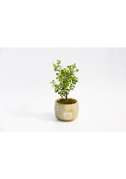 Bonsai Buxus - Hediyelik Arkaik Saksıda