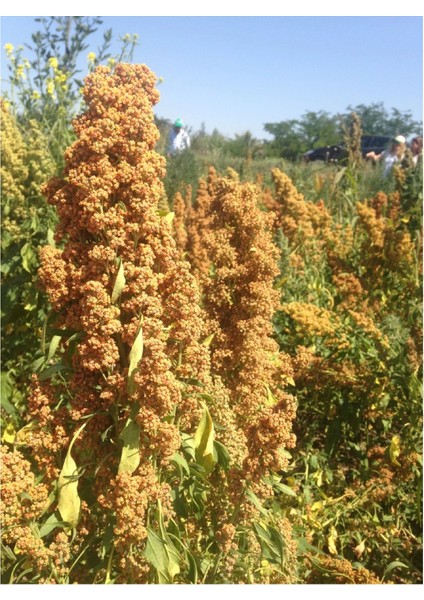 Kinoa Tohumu Chenopodium Quinoa Willd 1 kg