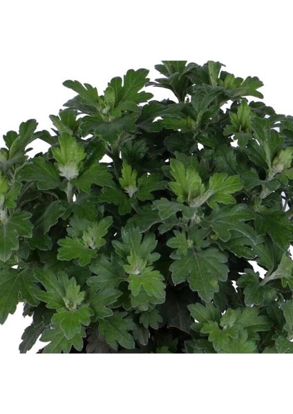 Kasımpatı Saksı’da Krizantem Chrysanthemum Sarı Renk