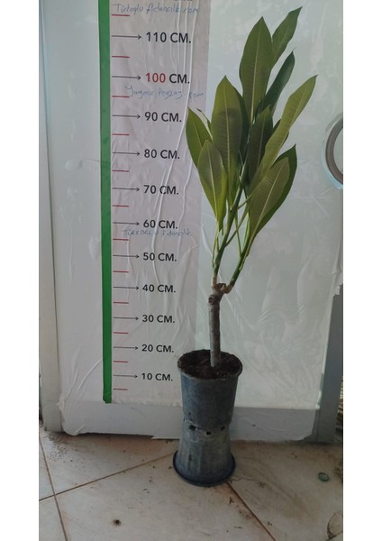Saksıda Amerikan Fulu (Plumeria Alba) Ağacı Fidanı fiyatları
