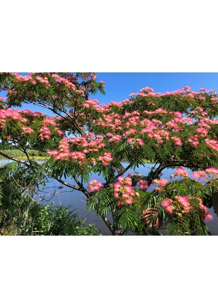 GÜLİBRİŞİM FİDANI 5 ADET - İPEK AĞACI (Albizia Julibrissin)