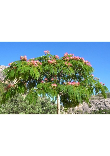 GÜLİBRİŞİM FİDANI 5 ADET - İPEK AĞACI (Albizia Julibrissin)