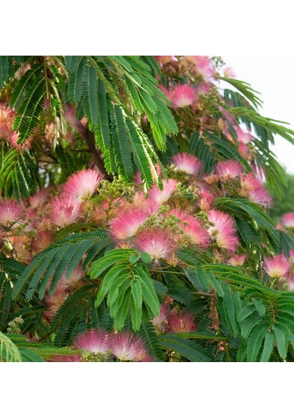GÜLİBRİŞİM FİDANI 5 ADET - İPEK AĞACI (Albizia Julibrissin)