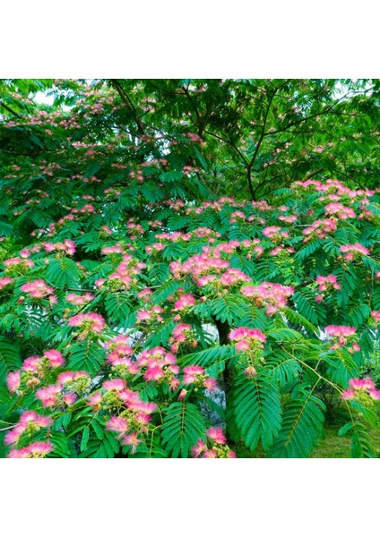GÜLİBRİŞİM FİDANI 5 ADET - İPEK AĞACI (Albizia Julibrissin)