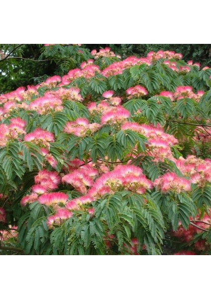 GÜLİBRİŞİM FİDANI 5 ADET - İPEK AĞACI (Albizia Julibrissin)
