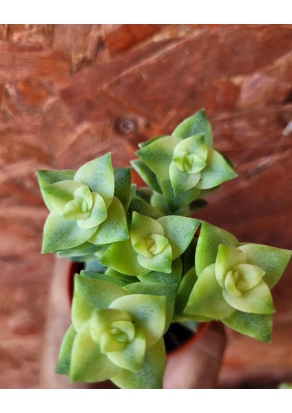 Özel Tür Crassula Perforata Veriegata-5.5 cm Saksı