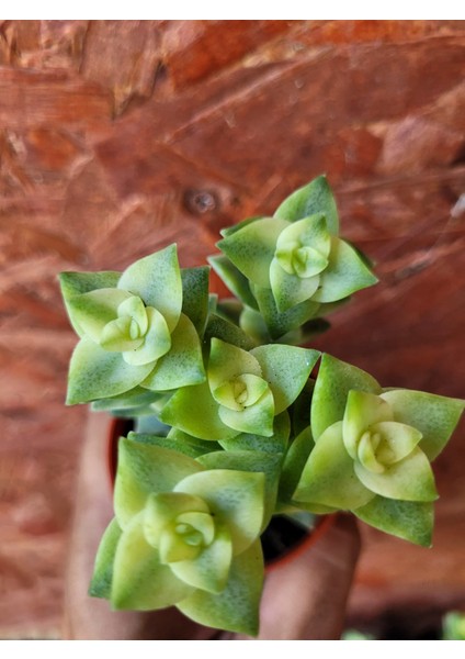 Özel Tür Crassula Perforata Veriegata-5.5 cm Saksı