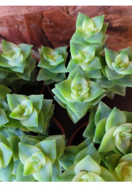 Özel Tür Crassula Perforata Veriegata-5.5 cm Saksı