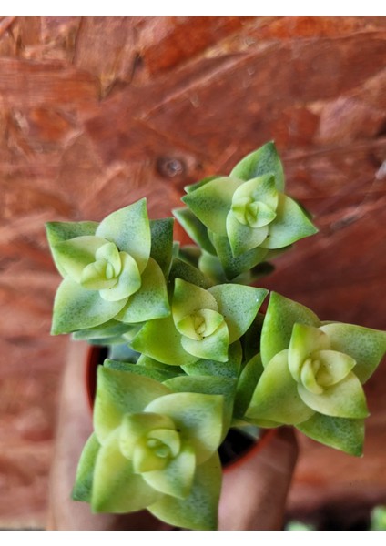 Özel Tür Crassula Perforata Veriegata-5.5 cm Saksı