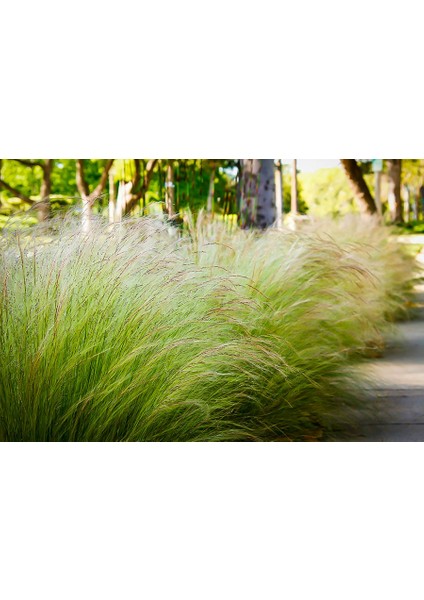 Stipa At Kuyruğu 3 Adet - Otsu Yer Örtücü Bitki