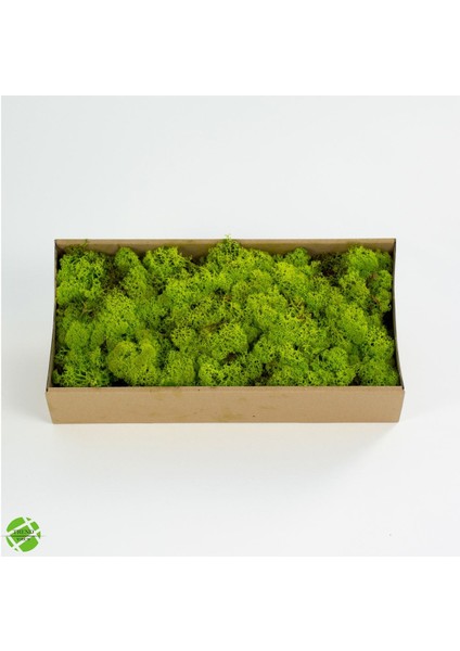 Reindeer Moss Lime Green Şoklanmış Ithal Norveç Yosunu