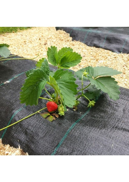 100 cm x 10 mt Sulzer Kumaş Sera Taban Örtüsü - Jüt Blueberry Peyzaj Uygulama Mulch Naylonu