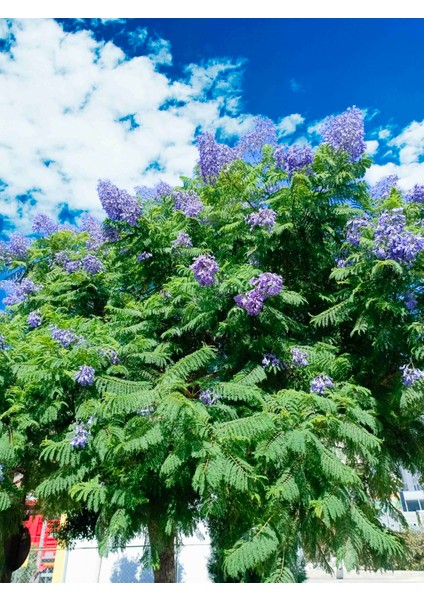 Tüplü Mor Çiçekli Jakaranda Ağacı Fidanı 80/100CM