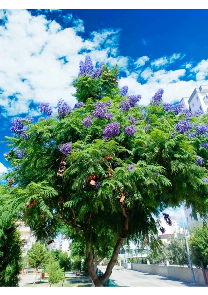 Tüplü Mor Çiçekli Jakaranda Fidanı 1.5/ 2 Metre fiyatları