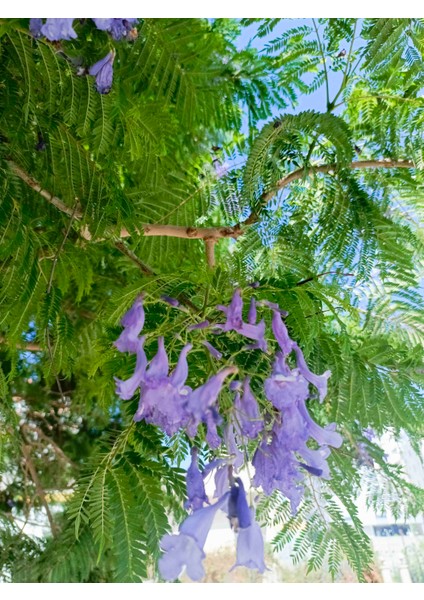 Tüplü Mor Çiçekli Jakaranda Fidanı 1.5/ 2 Metre modelleri
