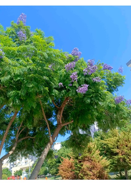 Tüplü Mor Çiçekli Jakaranda Fidanı 1.5/ 2 Metre fırsatları