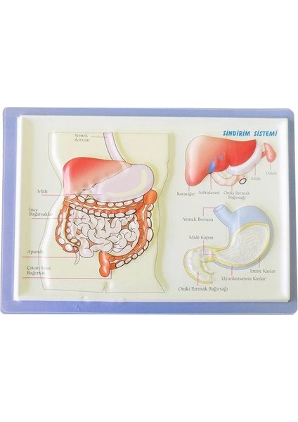 Kabartma Anatomi Levhası A4 Boyutlu