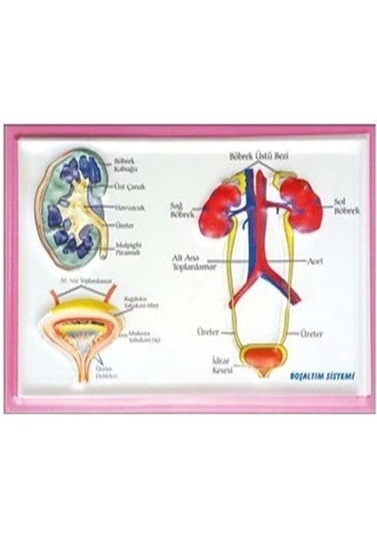 Kabartma Anatomi Levhası - Boşaltım Sistemi A4 Boyutlu