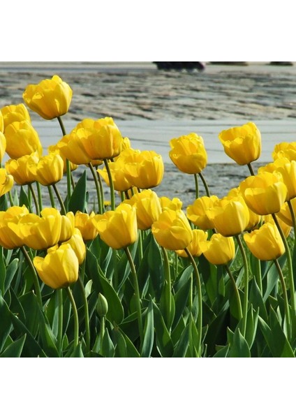 Tohum Evi Jan Van Nes Lale Soğanı - Tulipa - Parlak Sarı