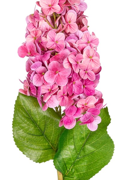 Yapay Ortanca Islak Dokulu Fuşya 70 Cm. fiyatları