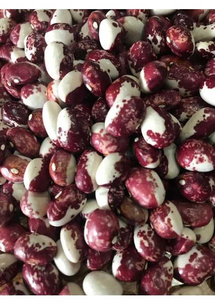 Yerli Ayşe Kadın Sırık Fasulye Tohumu 500 gr (Mor Beyaz)