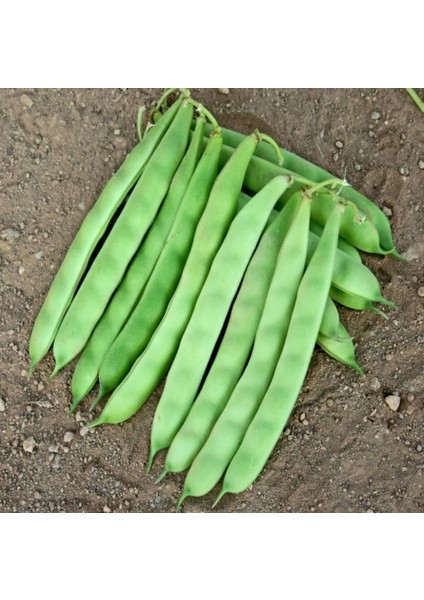 Yerli Ayşe Kadın Sırık Fasulye Tohumu 500 gr (Mor Beyaz) fiyatları