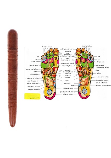 D Ahşap Ayak Spa Fizyoterapi Refleksoloji Tay Ayak Masajı Sağlık Tablosu Ücretsiz Masaj Sopa Aracı Faydalı (Yurt Dışından)