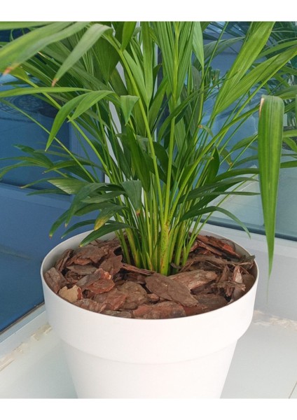 Tekno Trust Dekoratif Çam Kabuğu 100 Lt 5-10 cm Doğal Ağaç Kabuğu Doğal Çam Kabuğu Malçlama Peyzaj modelleri