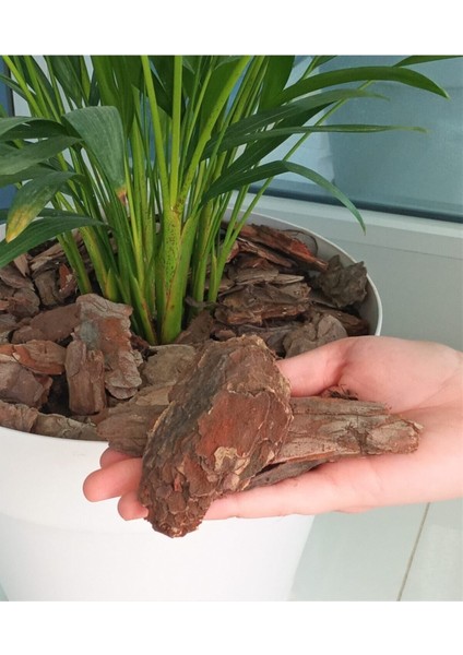 Tekno Trust Dekoratif Çam Kabuğu 100 Lt 5-10 cm Doğal Ağaç Kabuğu Doğal Çam Kabuğu Malçlama Peyzaj fırsatları